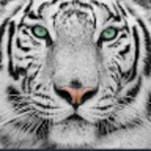 Meet your Posher, Ben